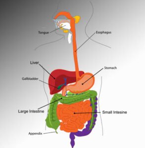 Digestive System & Intestines