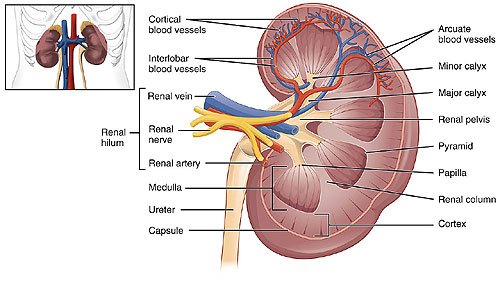 Kidney symptoms