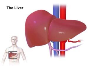 liver care